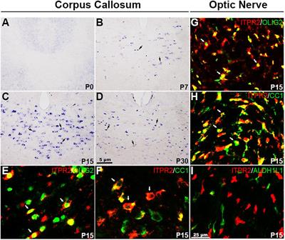 Evidence That ITPR2-Mediated Intracellular Calcium Release in Oligodendrocytes Regulates the Development of Carbonic Anhydrase II + Type I/II Oligodendrocytes and the Sizes of Myelin Fibers